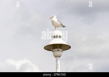 Un grande gabbiano siede su un lampione a Zinnowitz su Usedom. Foto Stock