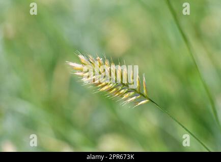 Pianta erbacea granaio a forma di pettine o granaio pettinato (latino: Agropyron cristatum) Foto Stock