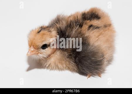 Pulcino piccolo carino pollo piccolo sfondo bianco isolato uccello neonato. Foto Stock
