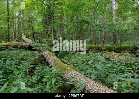 Rotto vecchi alberi di cenere muschio avvolto sdraiato Foto Stock