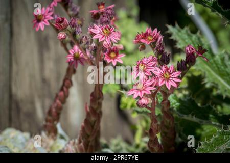 Primo piano di fioritura Sempervivum , comunemente noto come hooseleek Foto Stock