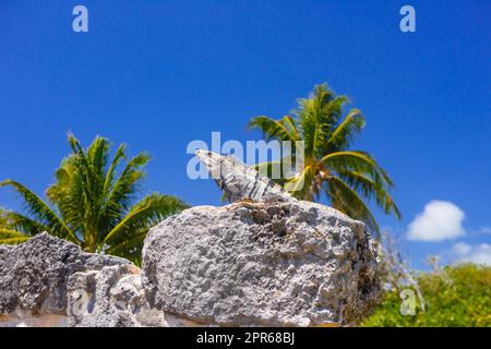 Lucertola iguana nelle antiche rovine di Maya nella zona archeologica di El Rey vicino a Cancun, Yukatan, Messico Foto Stock