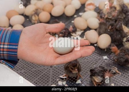 Primo piano della mano dell'agricoltore che tiene uova da cova di pollo sullo sfondo di polli in incubatore, allevamento di pollame. Foto Stock