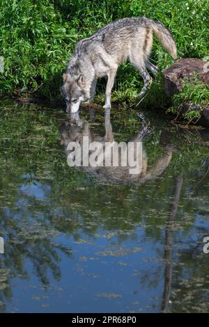 Lupo grigio (Canis lupus) naso in acqua riflesso Estate - animale prigioniero Foto Stock