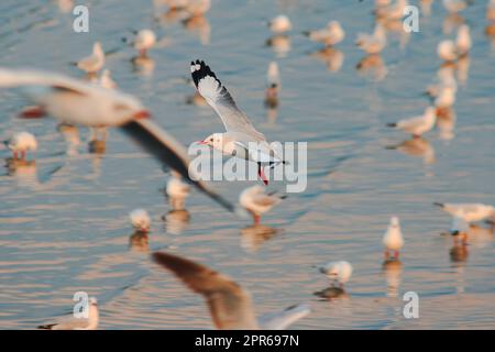 I gabbiani volano sul mare. Come volare lungo la costa o il fiume Foto Stock