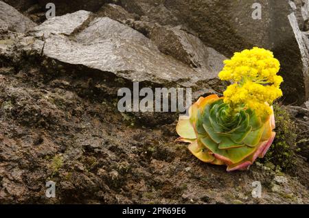 Aeonium aureum in fiore. Foto Stock