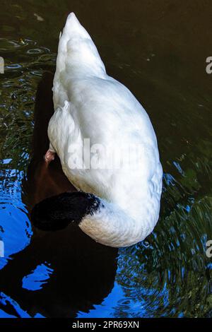 Il cigno dal collo nero (Cygnus melancoryphus) è il più grande uccello d'acqua originario del Sud America - Ecuador Foto Stock