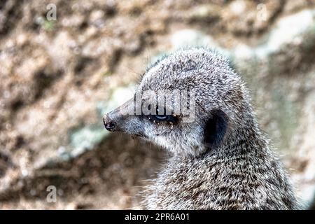 Meerkat (Suricata suricatta) noto come suricata - piccola mangusta proveniente dall'Africa meridionale - Parco Nazionale della Zebra di montagna, Sud Foto Stock