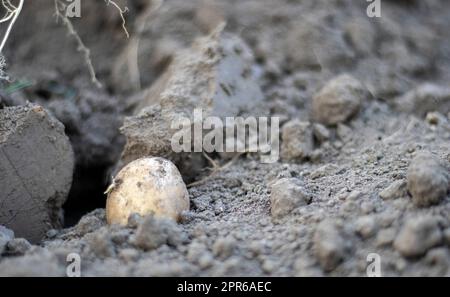 Patate biologiche fresche al suolo in un campo in un giorno d'estate. Raccogliere le patate dal terreno. Patate appena scavate o raccolte con un'angolazione bassa su un terreno ricco e marrone. Il concetto di coltivare cibo. Foto Stock