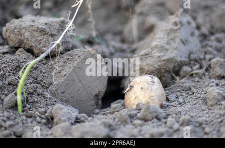 Patate biologiche fresche al suolo in un campo in un giorno d'estate. Raccogliere le patate dal terreno. Patate appena scavate o raccolte con un'angolazione bassa su un terreno ricco e marrone. Il concetto di coltivare cibo. Foto Stock