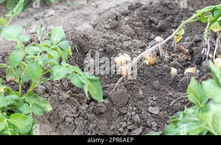 Patate biologiche fresche al suolo in un campo in un giorno d'estate. Raccogliere le patate dal terreno. Patate appena scavate o raccolte con un'angolazione bassa su un terreno ricco e marrone. Il concetto di coltivare cibo. Foto Stock