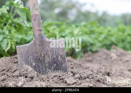 Pala sullo sfondo dei cespugli di patate. Mietitura. Agricoltura. Scavare un giovane tubero di patate dal terreno, raccogliendo le patate in una fattoria. Raccogliere le patate con una pala in giardino. Foto Stock