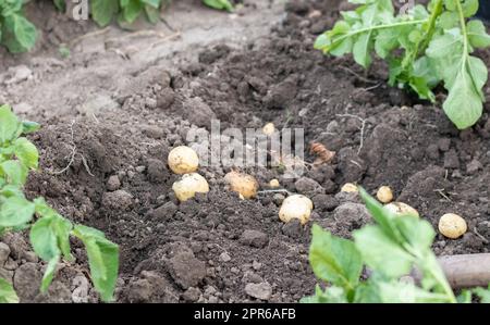 Patate biologiche fresche al suolo in un campo in un giorno d'estate. Raccogliere le patate dal terreno. Patate appena scavate o raccolte con un'angolazione bassa su un terreno ricco e marrone. Il concetto di coltivare cibo. Foto Stock