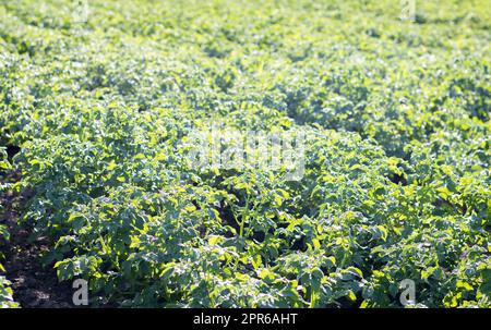 Campo verde di patate di fila. Piantagioni di patate, solanum tuberosum. Raccolto piantato in un campo agricolo. Paesaggio agricolo estivo. Il campo è illuminato dai raggi del sole. Foto Stock