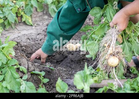 Raccogliere le patate dal terreno. Patate appena scavate o raccolte su una ricca macinata marrone. Patate biologiche fresche al suolo in un campo in un giorno d'estate. Il concetto di coltivare cibo. Patate novelle. Foto Stock