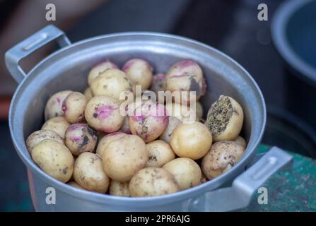 Pentola in acciaio inox con patate novelle crude non sbucciate a fuoco selettivo. Primo piano di patate con pelle gialla e rossa. Una pentola in cui le patate sono appena state scavate, ricoperte di terra. Foto Stock