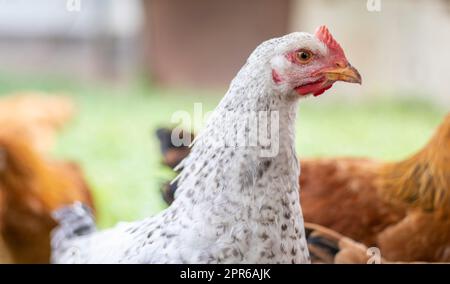 Polli in azienda, concetto di pollame. Pollo bianco sciolto all'aperto. Un uccello divertente in una fattoria biologica. Uccelli domestici in un allevamento all'aperto. Polli da riproduzione. Entra nel cortile. Industria agricola. Foto Stock