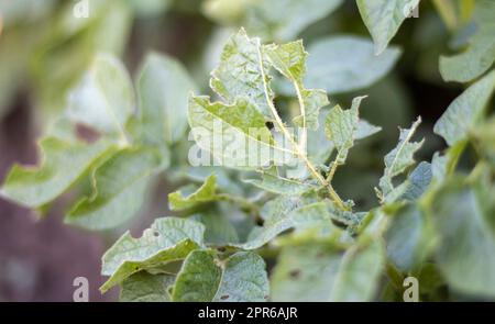 Primo piano delle foglie di patate danneggiate dalle larve di coleottero a strisce del Colorado. Leptinotarsa decemlineata. Infestazione grave di patate alla luce del sole del giardino. Le larve del parassita della patata del Colorado mangiano le foglie. Foto Stock