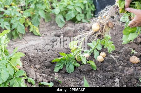 Raccogliere le patate dal terreno. Patate appena scavate o raccolte su una ricca macinata marrone. Patate biologiche fresche al suolo in un campo in un giorno d'estate. Il concetto di coltivare cibo. Patate novelle. Foto Stock