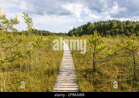 Sentiero in legno che conduce lungo la palude circondata da foresta. Paludi e paludi, paludi, paludi Foto Stock