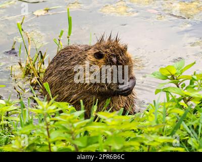 Germania, Hamm, Coypu nel parco termale di Bad Hamm Foto Stock