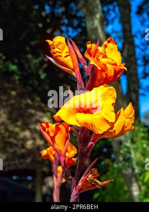 Canna indica, nota come Indian shot, arrowroot africano, canna commestibile, arrowroot viola o arrowroot della Sierra Leone Foto Stock