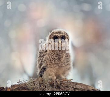 Bloccate Owlet posatoi su un ramo Foto Stock