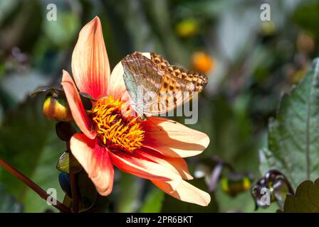 Brenthis daphne, la farfalla fritillary Marbled (Brenthis daphne) su una grande fioritura esotica Foto Stock