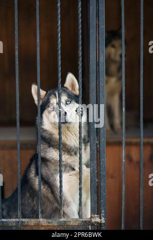 Ritratto di un Husky siberiano con occhi blu seduto in gabbia. Foto Stock