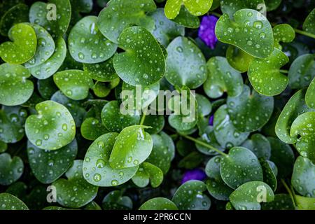 foglie verdi tropicali bagnate dopo la pioggia Foto Stock