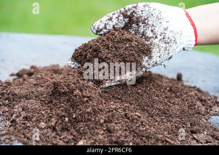 Mano che tiene il muschio di torba materia organica migliora il suolo per agricoltura pianta organica che cresce, concetto di ecologia. Foto Stock