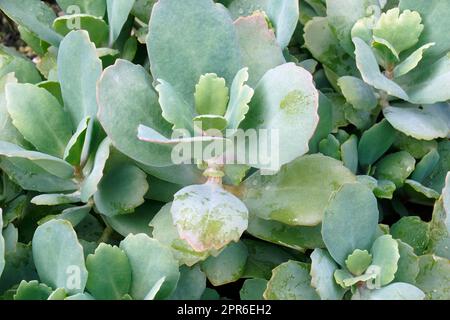 Immagine ravvicinata delle piante da brivido della vedova lattea Foto Stock