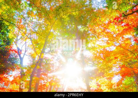 Foglie autunnali del paradiso Koishikawa Foto Stock