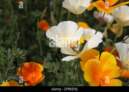 Sfondo estivo. Fiori di eschscholzia californica o papavero californiano, pianta fiorente della famiglia papaveraceae Foto Stock