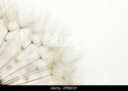 Delicati semi di dente di leone, macrofone Foto Stock