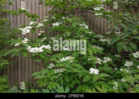 Fioritura dell'albero di Cornus kousa in primavera Foto Stock