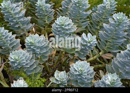 Immagine ravvicinata delle piante di Myrtle spurge Foto Stock