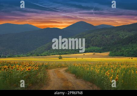 Campo di girasole bello a Sunset.Landscape da un Farm.Agricultural Landscape.Sunflowers campo Landscape.Orange natura sfondo.campo di fioritura girasole su uno sfondo Sunset.Greeting Card Argicoltura Concept.Art Fotografia sfondo. Foto Stock