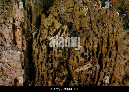 La termite mangiava il primo piano del legno nella foresta estiva con tracce di lumaca Foto Stock