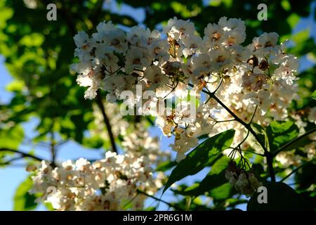 Fiori Catalpa bigon-like, albero di fagioli nativi americani, Catalpa vulgaris, Catalpa lilla, albero di sigari Foto Stock