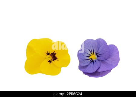 Due fiori di viola cornuta isolati su fondo bianco Foto Stock