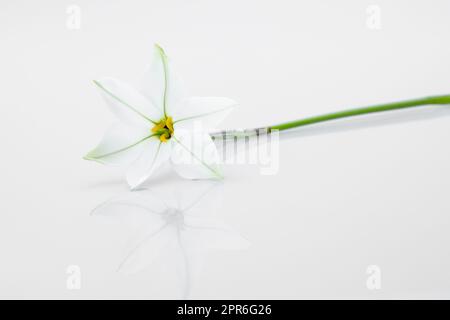 Singolo fiore di Ipheion isolato su sfondo bianco Foto Stock