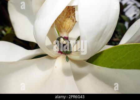 Rosenkäfer und Glänzender Blütenprachtkäfer an der Blüte einer Immergrünen Magnolie Foto Stock