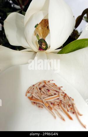 Rosenkäfer und Glänzender Blütenprachtkäfer an der Blüte einer Immergrünen Magnolie Foto Stock