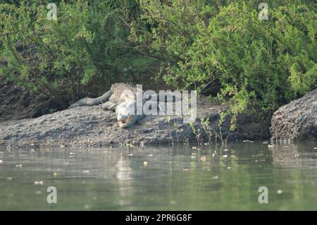 Coccodrillo del Nilo Crocodylus niloticus nel fiume Gambia. Foto Stock