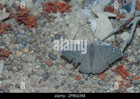 Farfalla Guineafowl nel Parco Nazionale di Niokolo Koba. Foto Stock