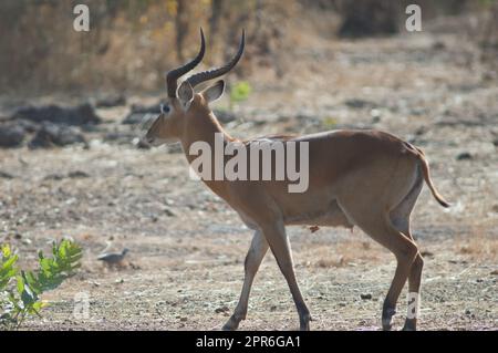 Buffon's kob nel Niokolo Koba National Park. Foto Stock