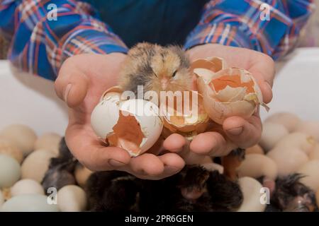 Primo piano di un piccolo pulcino di pollo soffice e carino nelle mani di un agricoltore con gusci d'uovo sullo sfondo di un incubatore, allevamento di pollame. Foto Stock