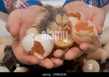 Primo piano di un piccolo pulcino di pollo soffice e carino nelle mani di un agricoltore con gusci d'uovo sullo sfondo di un incubatore, allevamento di pollame. Foto Stock