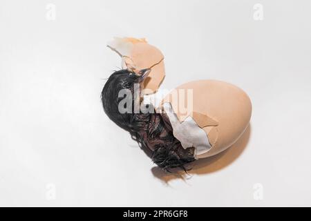 Primo piano del pulcino piccolo carino neonato scuro che cerca di uscire dal guscio dell'uovo di pollo cova su sfondo bianco. Foto Stock